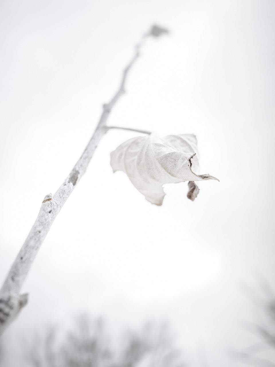 Line of Sight: Photographic Visual Literacy - Spring 2026