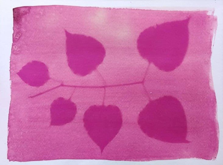 *WAIT-LIST* - Introduction to Alternative Process Photography - Fall 2025