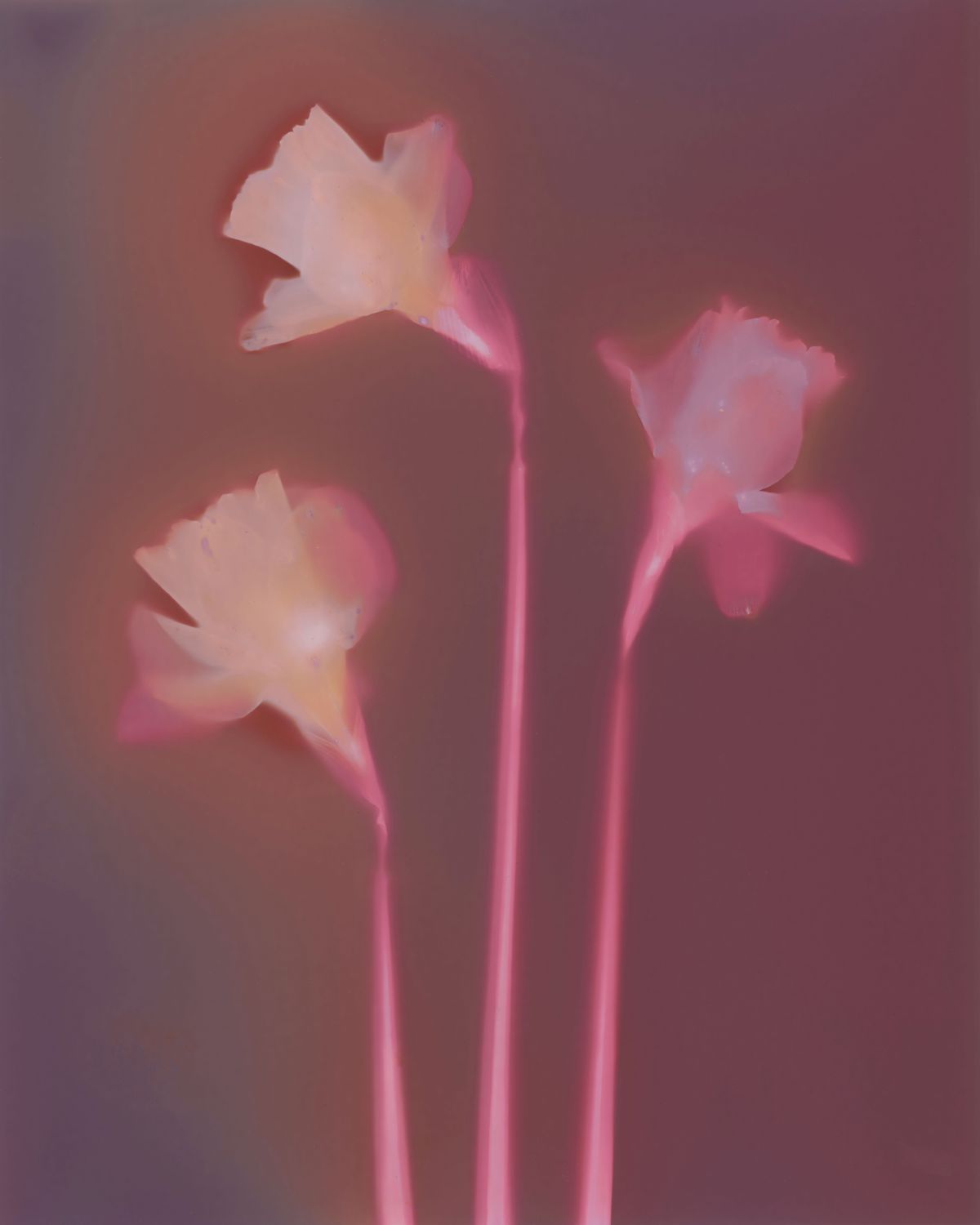 *WAIT-LIST* - Introduction to Alternative Process Photography - Fall 2025