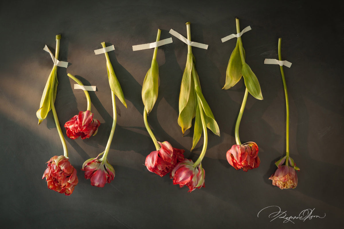 A Moment in Time - Finding Poetry in the Photographic Still Life - Winter 2026