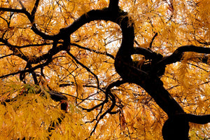Photographing Autumn Colors at Kubota Garden - Fall 2025