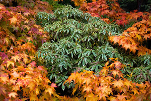 Photographing Autumn Colors at Kubota Garden - Fall 2025