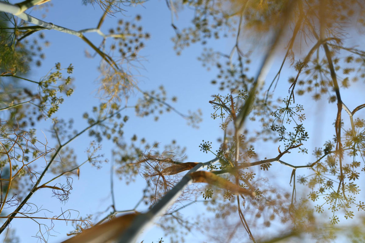 How to Look: Developing Your Photographic Eye - Winter 2027