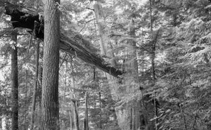 Landscape as Language: Developing Meaning in Place, a Masterclass with Daniel Gregory - Fall 2026