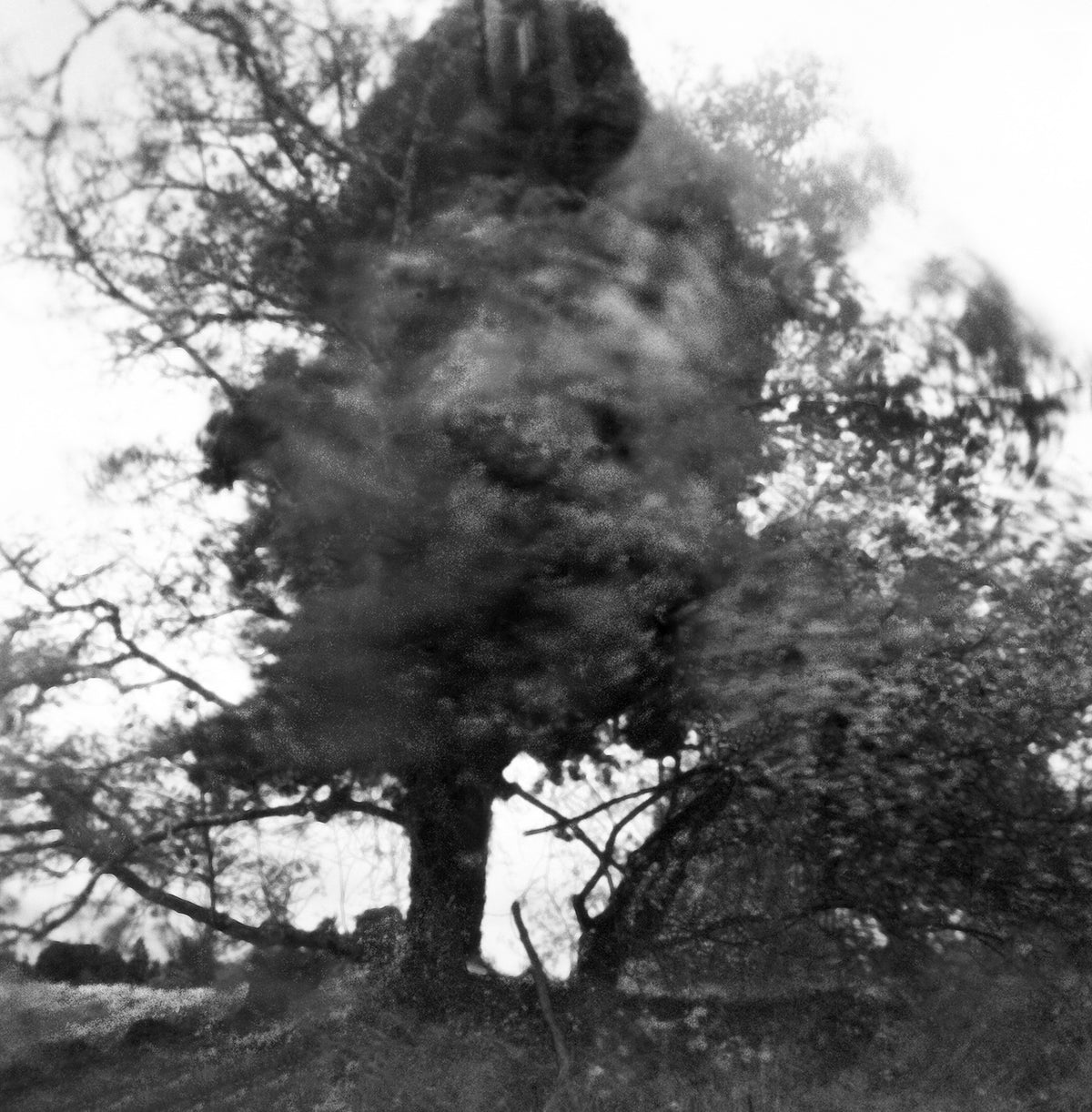The Tree, 2021