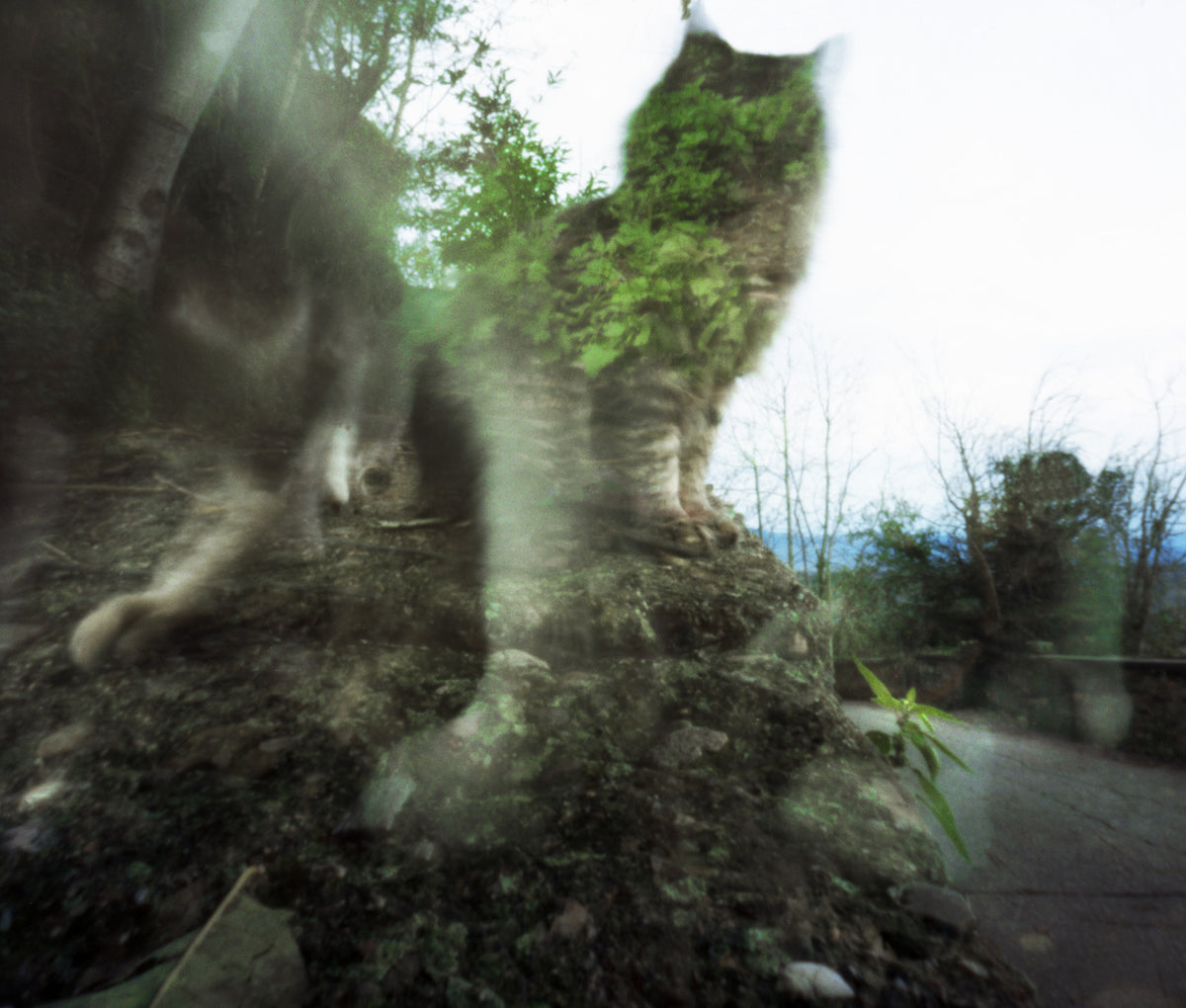 Cats on the Road, 2019