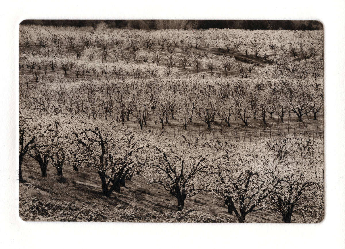 Intermediate Polymer Photogravure Printmaking - Summer 2026