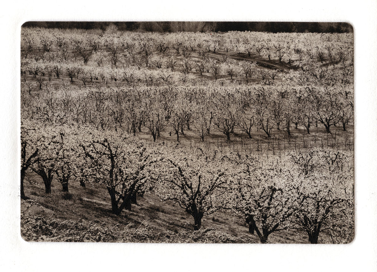 *WAIT-LIST* - Working with Polymer Plate Photogravure - Fall 2025