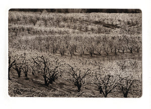 Working with Polymer Plate Photogravure - Winter 2025