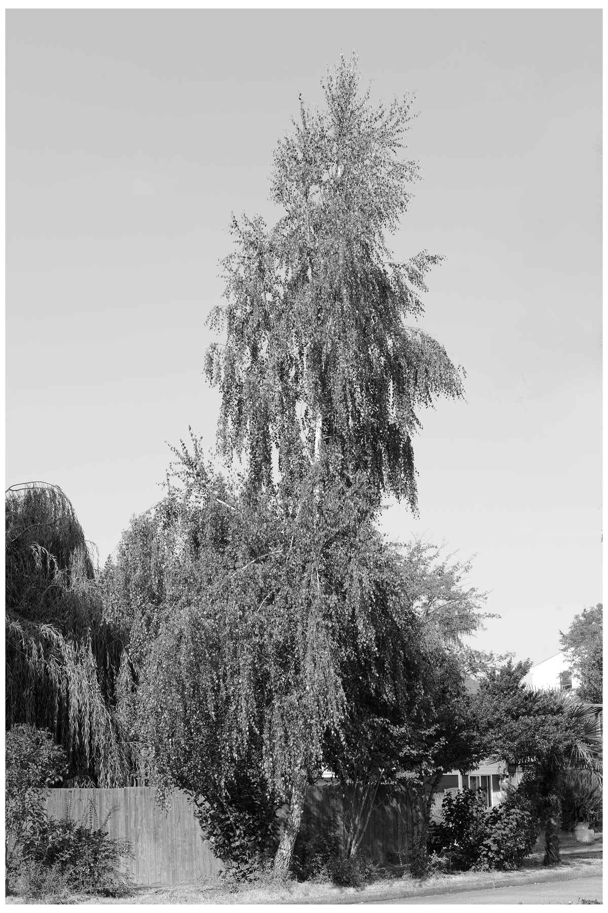 Jon Feinstein, Untitled (05) from the series, "Breathers, After Alzheimer's"