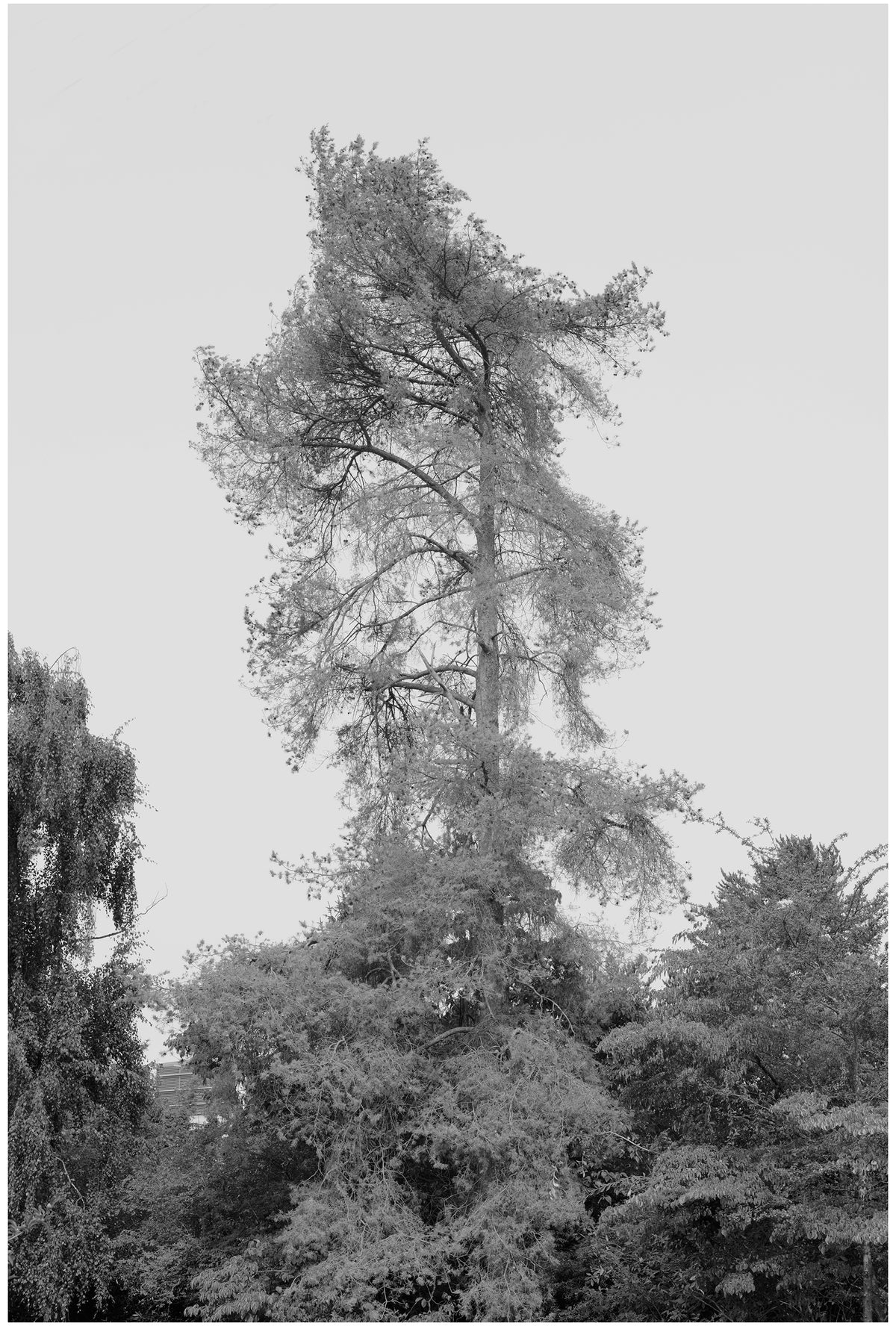 Jon Feinstein, Untitled (06) from the series, "Breathers, After Alzheimer's"
